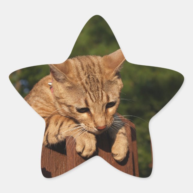 Adesivo Estrela Savannah Cat Star Sticker (Frente)