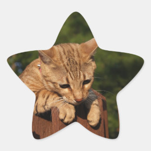 Adesivo Estrela Savannah Cat Star Sticker