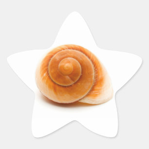 Adesivo Estrela Seashell