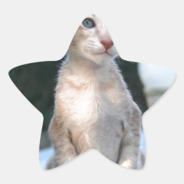 Adesivo Estrela Siamese Kitten em uma mesa