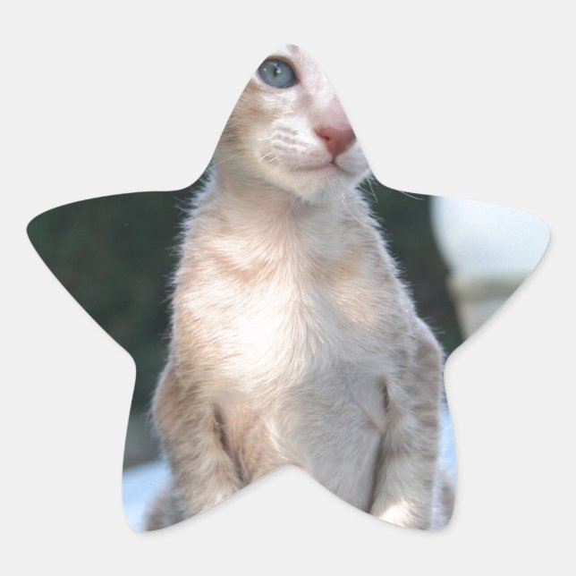 Adesivo Estrela Siamese Kitten em uma mesa (Frente)