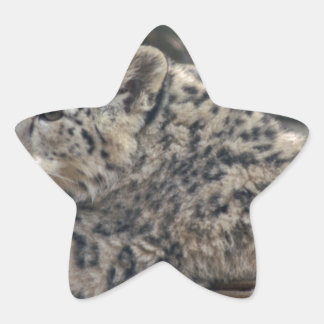 Adesivo Estrela Snow Lepard
