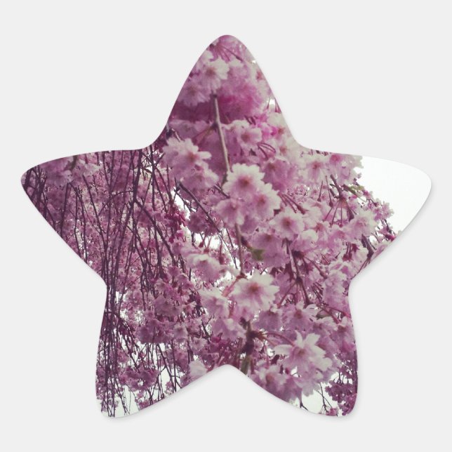 Adesivo Estrela Springtime (Frente)