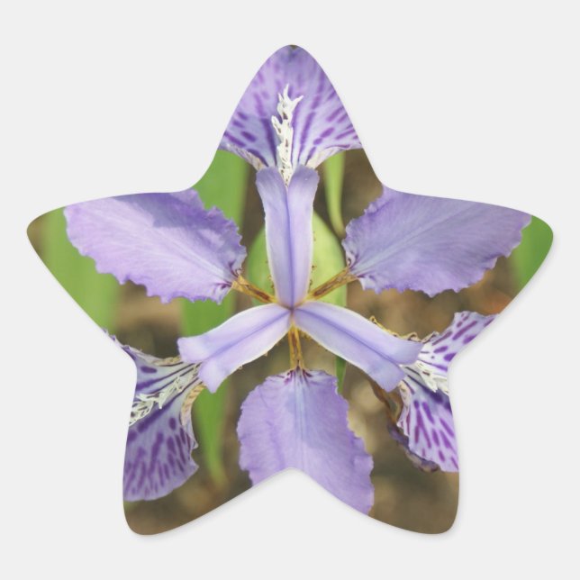 Adesivo Estrela Star Iris Stickers (Frente)
