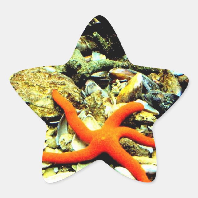 Adesivo Estrela Starfish no Star (Frente)