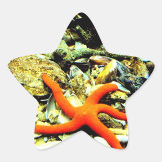 Adesivo Estrela Starfish no Star
