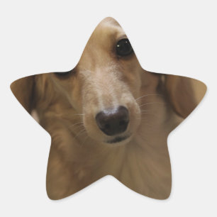 Adesivo Estrela Tão Bonita Dachschund Puppy