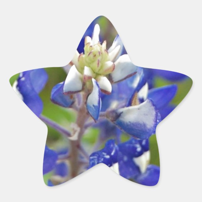 Adesivo Estrela Texas Bluebonnets (Frente)