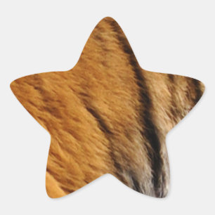 Adesivo Estrela Tigre-Stripes-Big Cat Wildlife
