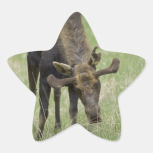 Adesivo Estrela Touro-Alvos