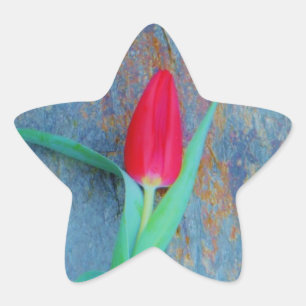 Adesivo Estrela Tulipa Vermelha na Cinza Azul