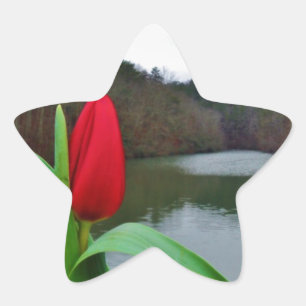 Adesivo Estrela Tulipa Vermelha primavera no lago Arrohouad