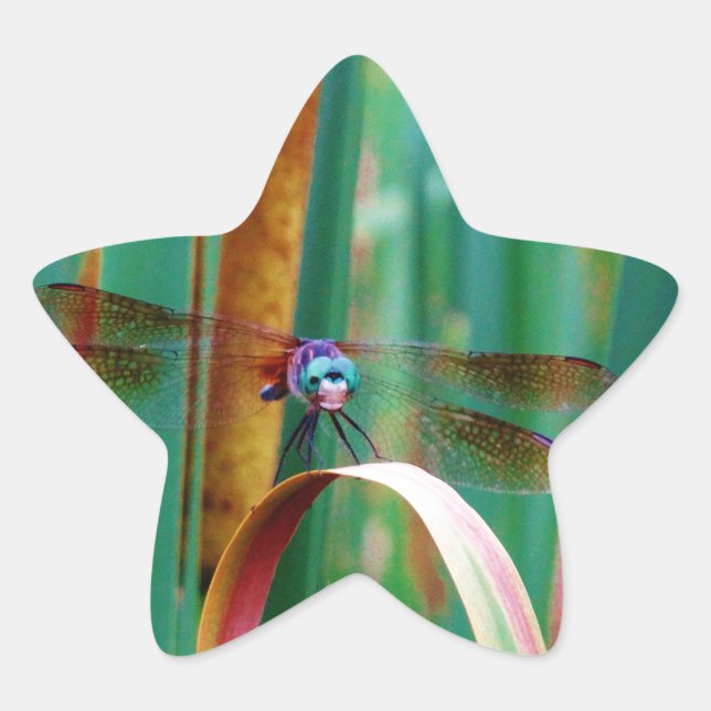 Adesivo Estrela Um Dragonfly de Olhos Vermelhos com cattails (Frente)
