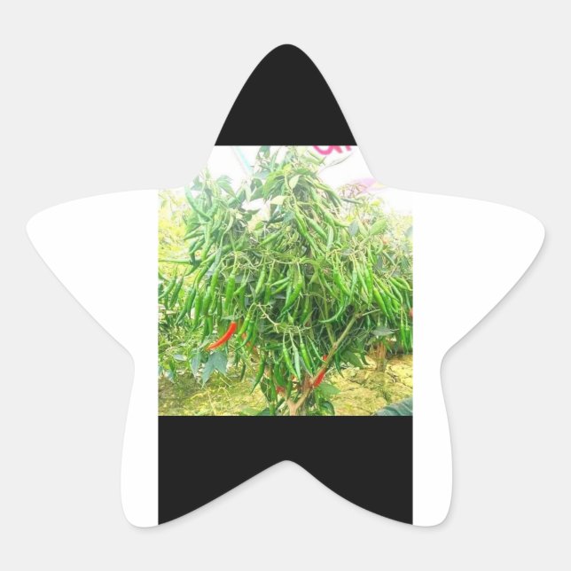 Adesivo Estrela Um frio: delicioso espalhamento saboroso. (Frente)