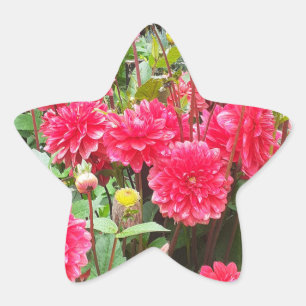Adesivo Estrela Vinheta Dahlias Rosa Profunda