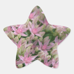 Adesivo Estrela Vinheta-Flor Tropical bonito rosa