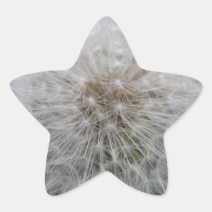 Adesivo Estrela Vinhetas de Dandelion para sementeira