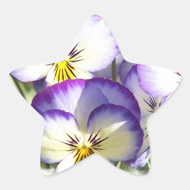 Adesivo Estrela Vinhetas de Violas Brancas e Roxas (Frente)