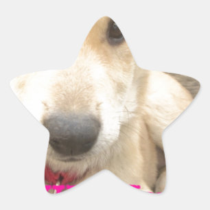 Adesivo Estrela Você Deveria Fazer O Seu Amor Todos Os Dias