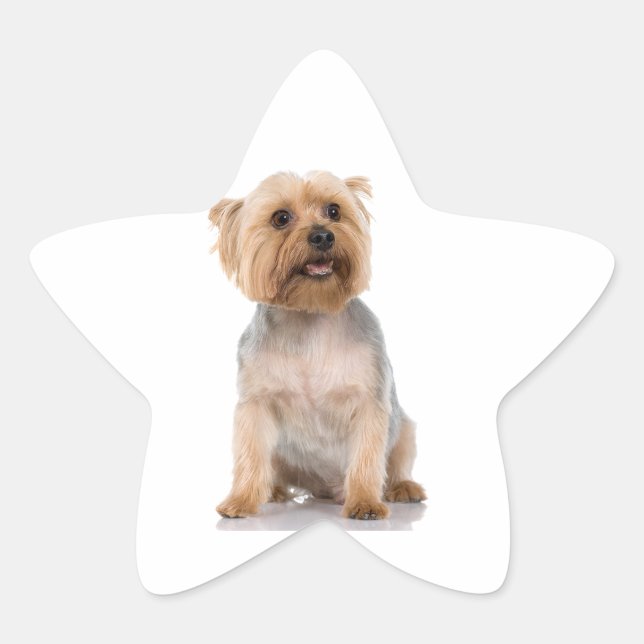 Adesivo Estrela Yorkshire Terrier (Frente)