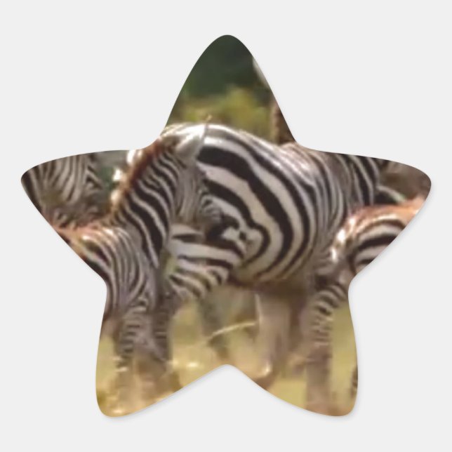 Adesivo Estrela Zebras em Movimento: Uma Viagem de Mil Milhas (Frente)