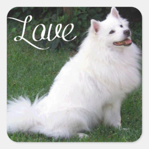 Adesivo / Etiqueta de Cachorro American Eskimo Pup