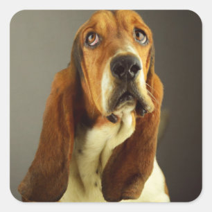 Adesivo / Etiqueta de Cachorro Filhote Basset Houn