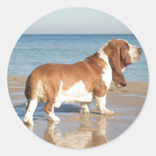 Adesivo / Etiqueta de Cachorro Filhote Basset Houn