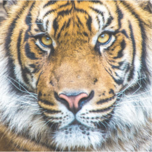 Adesivo Face de Tigre