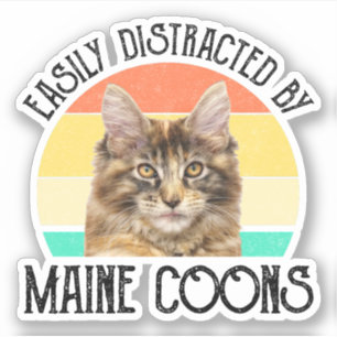Adesivo Facilmente Distraído Por Maine Coons
