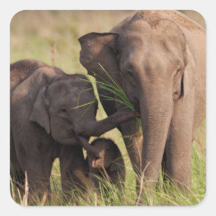 Adesivo Família de Elefantes da Ásia Indiana na savana