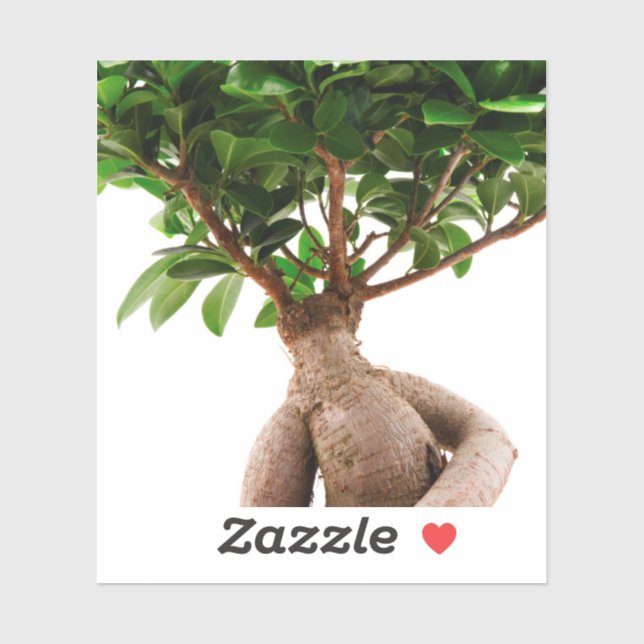 Adesivo Ficus Ginseng (Folha)