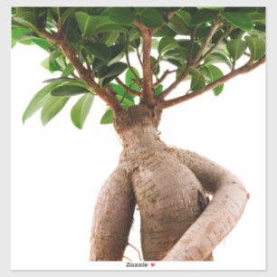 Adesivo Ficus Ginseng