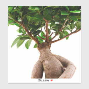 Adesivo Ficus Ginseng