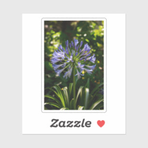 Adesivo Flores de Agapanthus Azuis