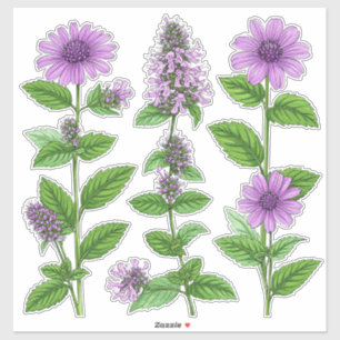 Adesivo Flores Roxas de Echinacea Com Folhas Verdes