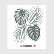 Folha de Calathea