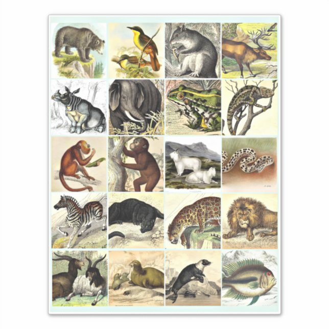 Adesivo Forest, Jungle And Ocean Animal Collage sheet Art (Frente)
