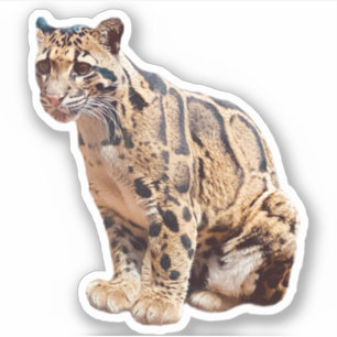 Adesivo foto de leopardo nebuloso natureza vida selvagem e