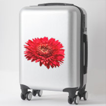 Fotografia aproximada de Red Gerbera Daisies