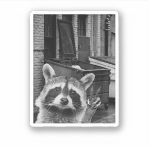 Adesivo Funny Raccoon Selfie Raccoon Funny Raccoon