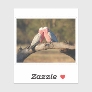 Adesivo Galahs Rosa