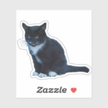 Gatinho negro Tuxedo sentado meows