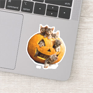 Adesivo Gatinhos em Jack-o-Lanterna