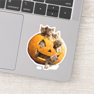 Adesivo Gatinhos no Jack-o-Lanterna