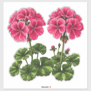 Adesivo Gerânios Rosa Vibrante Com Folhas Verdejantes
