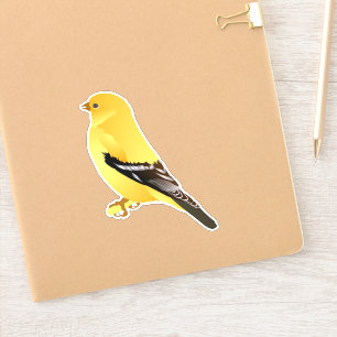 adesivo Goldfinch