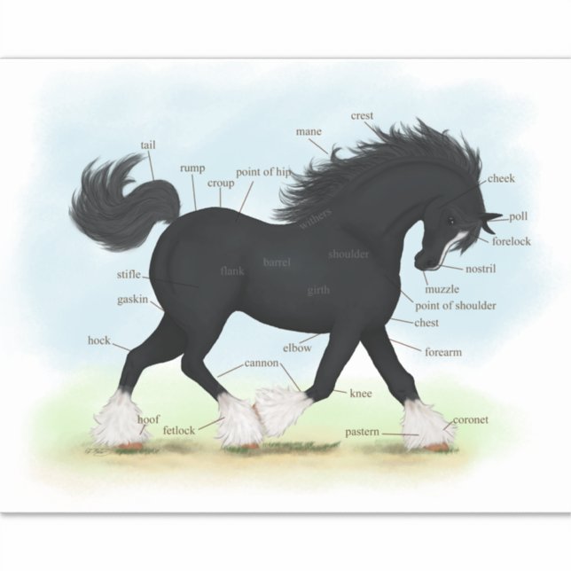 Adesivo Gráfico de Anatomia da Equina de Cavalo de Areia N (Frente)