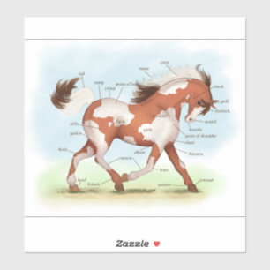 Adesivo Gráfico de Anatomia do Cavalo Pinto Pinto Pinto P