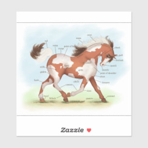 Adesivo Gráfico de Anatomia dos Cavalos Desenhos